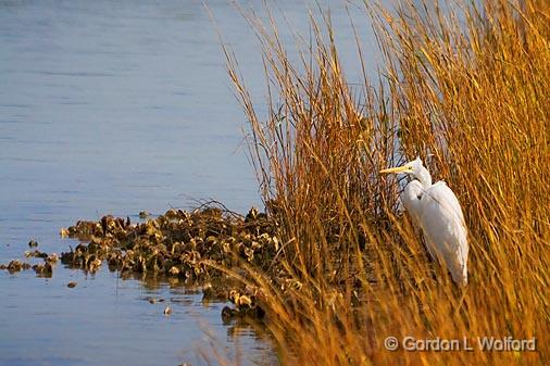 Egret On The Shore_29115.jpg - Great Egret (Ardea alba) photographed near Port Lavaca, Texas, USA.